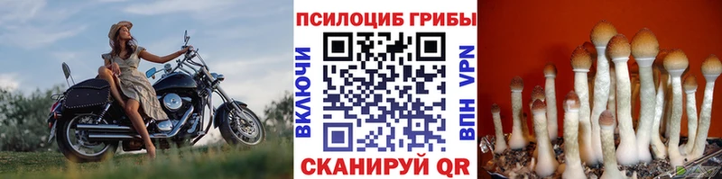 Псилоцибиновые грибы Psilocybine cubensis  что такое   Коряжма 